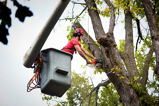 The Steps Involved in Our Tree Care Process in Fords Prairie, WA